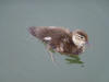 Mandarin Duckling